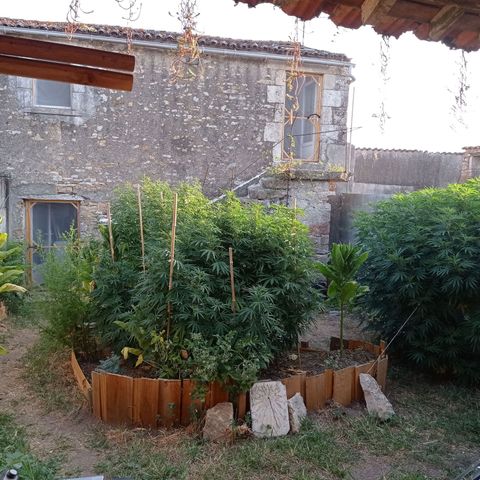 Skunk XL growlog timeline photo