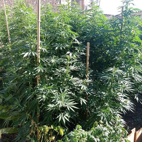 Cookies Gelato growlog timeline photo