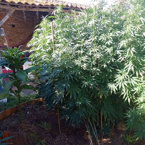 Cookies Gelato growlog timeline photo