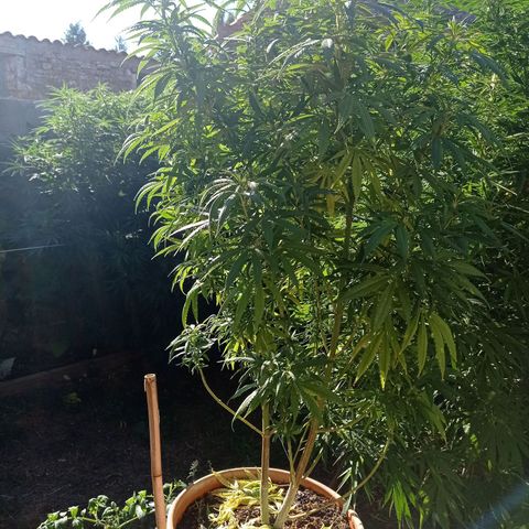Pot cookies gelato growlog timeline photo