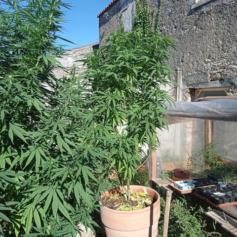 Pot cookies gelato growlog timeline photo