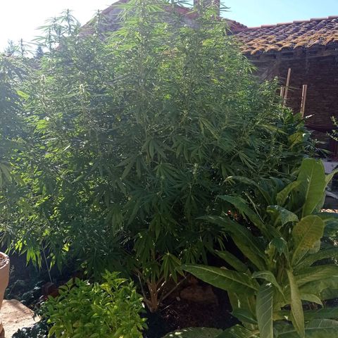 Skunk XL growlog timeline photo