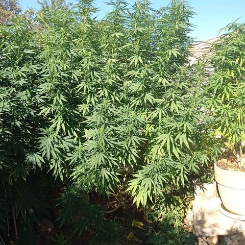 Skunk XL growlog timeline photo
