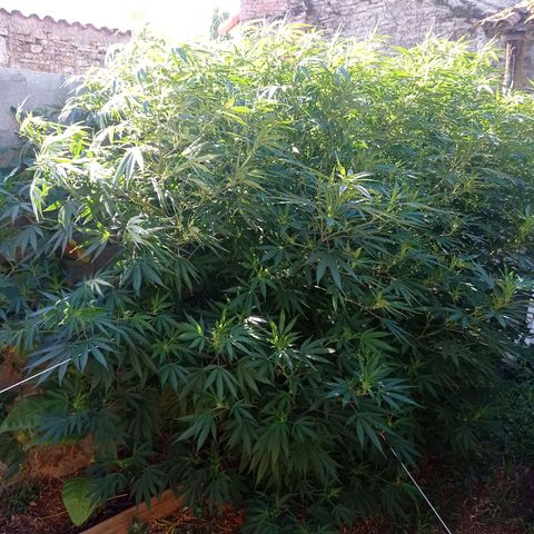 Skywalker Haze growlog timeline photo