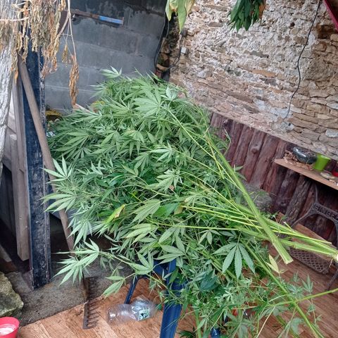 Skywalker Haze growlog timeline photo