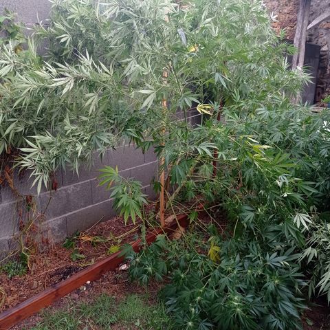Skywalker Haze growlog timeline photo