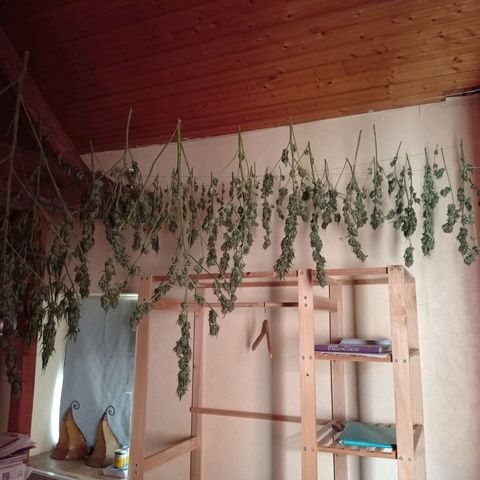 Skywalker Haze growlog timeline photo