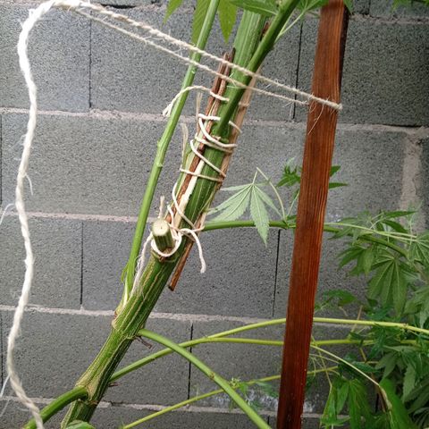 Skywalker Haze growlog timeline photo