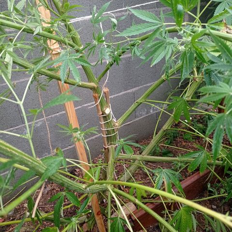 Skywalker Haze growlog timeline photo