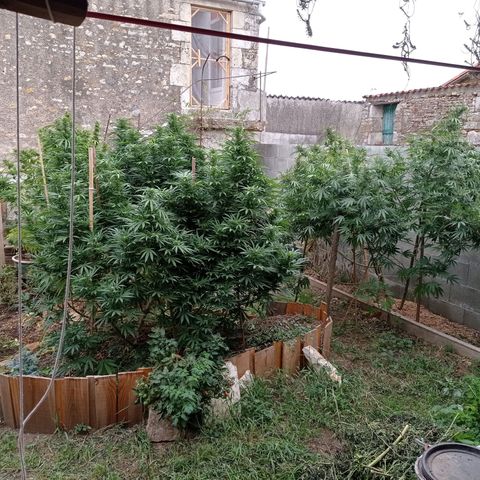 Skunk XL growlog timeline photo