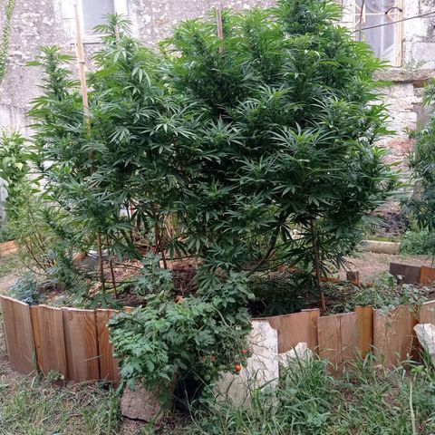 Cookies Gelato growlog timeline photo
