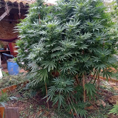 Cookies Gelato growlog timeline photo
