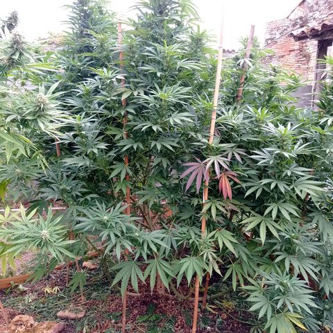 Cookies Gelato growlog timeline photo