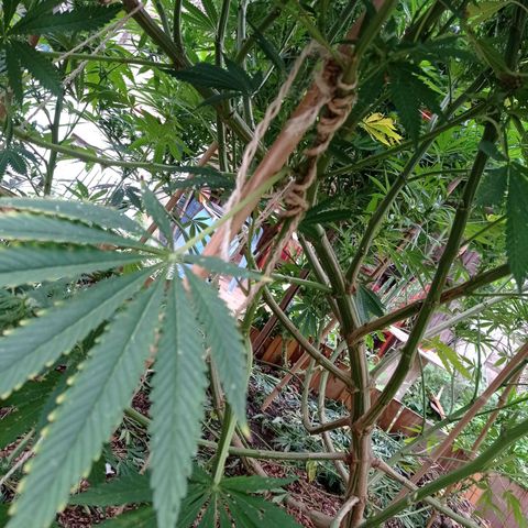 Cookies Gelato growlog timeline photo