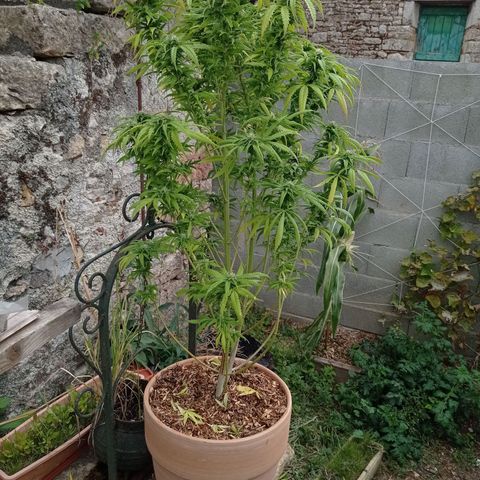 Pot cookies gelato growlog timeline photo