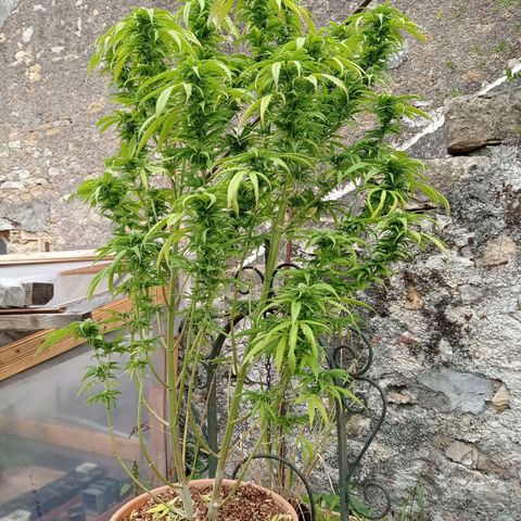 Pot cookies gelato growlog timeline photo