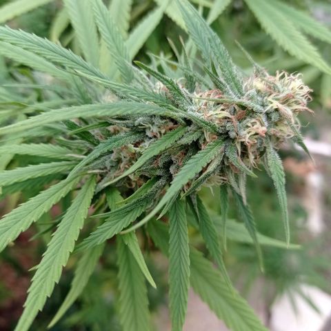 Skunk XL growlog timeline photo