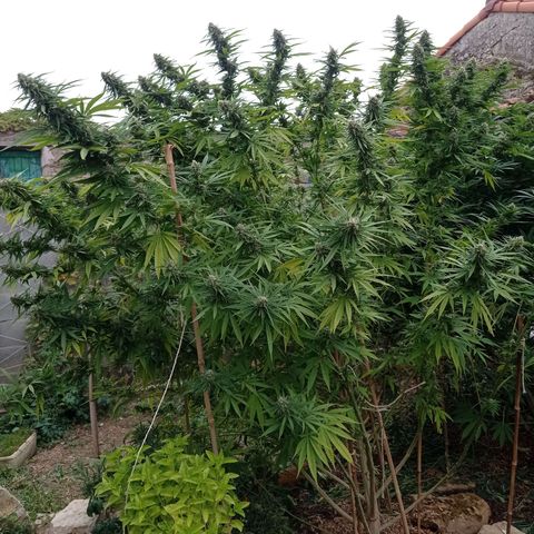 Skunk XL growlog timeline photo