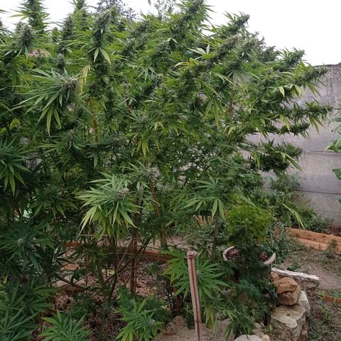 Skunk XL growlog timeline photo