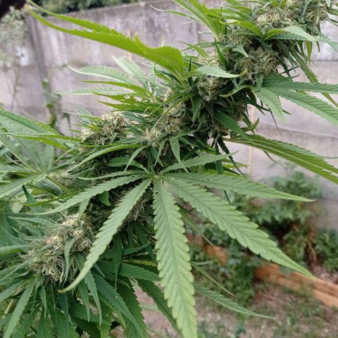 Skunk XL growlog timeline photo