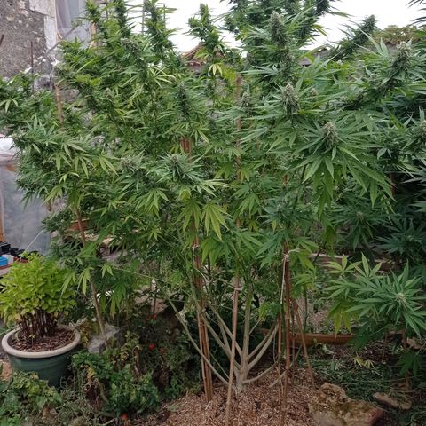 Skunk XL growlog timeline photo