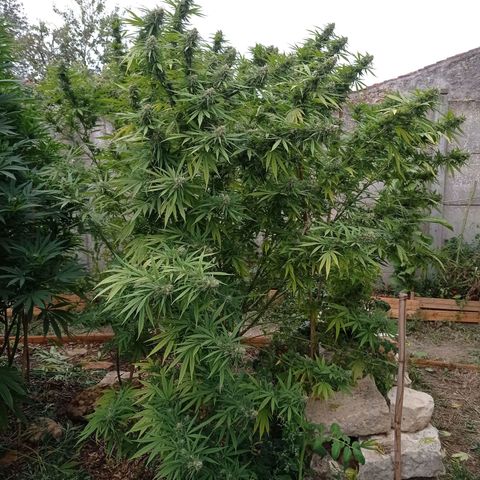 Skunk XL growlog timeline photo