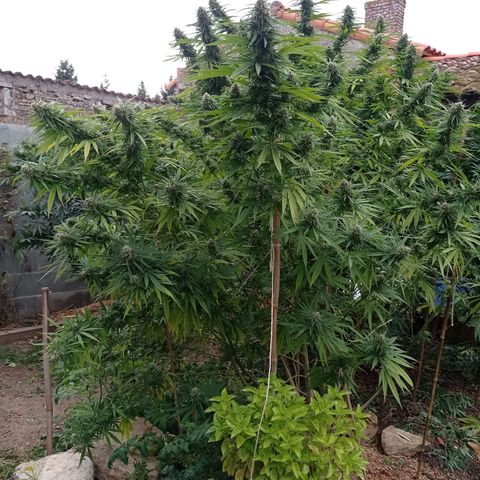 Skunk XL growlog timeline photo