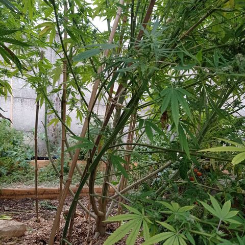 Skunk XL growlog timeline photo