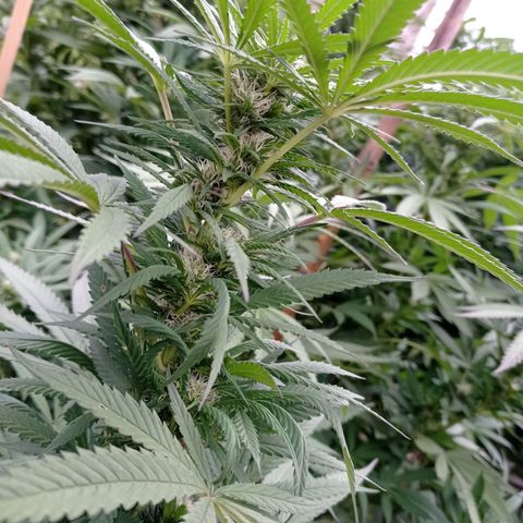 Cookies Gelato growlog timeline photo