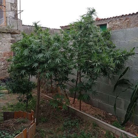 Skywalker Haze growlog timeline photo