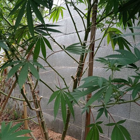 Skywalker Haze growlog timeline photo