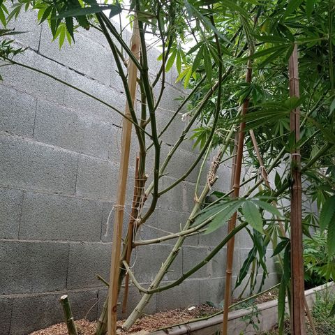 Skywalker Haze growlog timeline photo