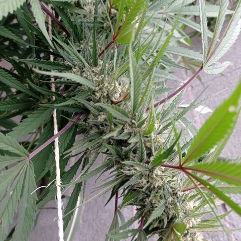 Skywalker Haze growlog timeline photo