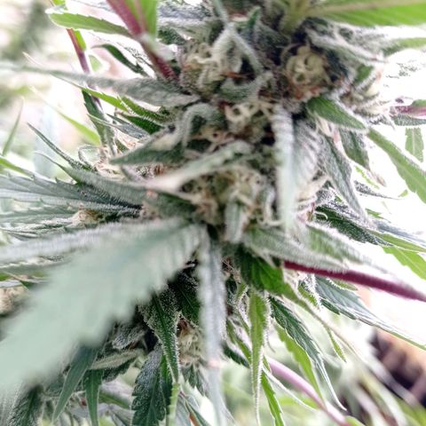 Skywalker Haze growlog timeline photo