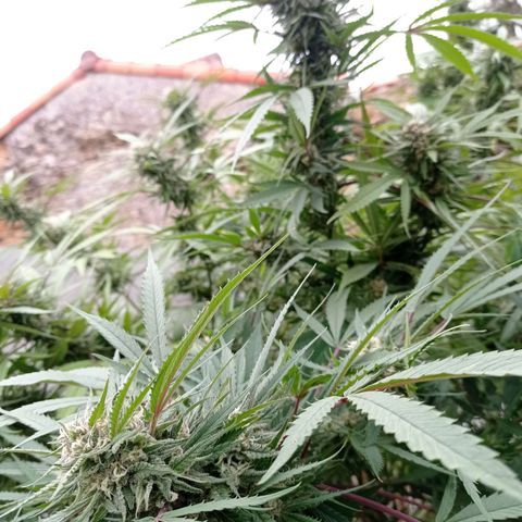 Skywalker Haze growlog timeline photo