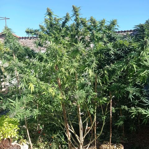 Skunk XL growlog timeline photo