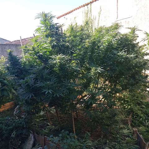 Cookies Gelato growlog timeline photo
