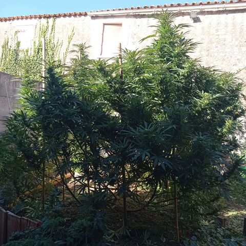 Cookies Gelato growlog timeline photo