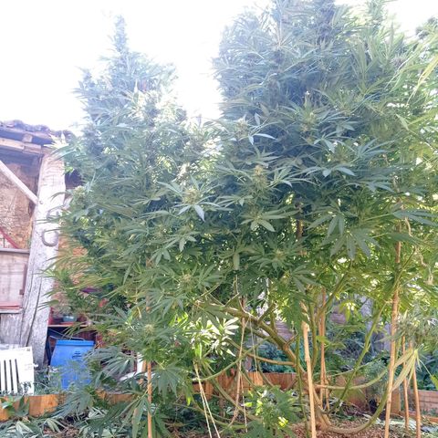 Cookies Gelato growlog timeline photo