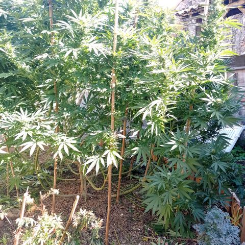 Cookies Gelato growlog timeline photo