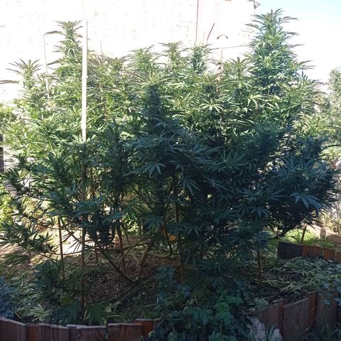 Cookies Gelato growlog timeline photo