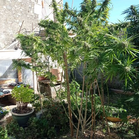 Skunk XL growlog timeline photo