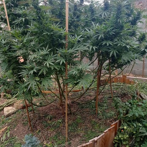 Cookies Gelato growlog timeline photo