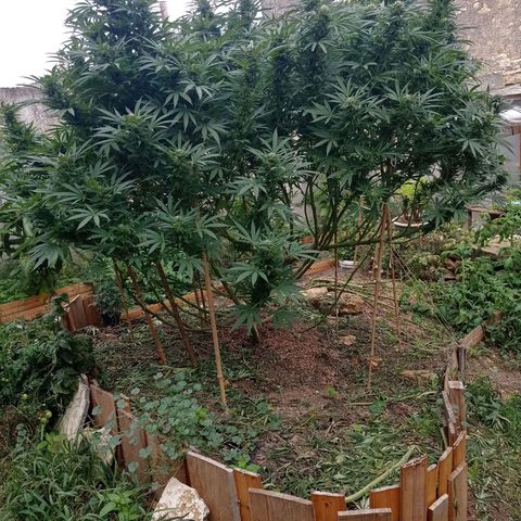 Cookies Gelato growlog timeline photo