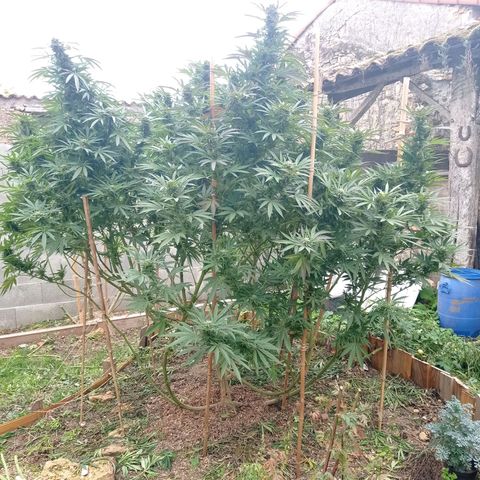 Cookies Gelato growlog timeline photo