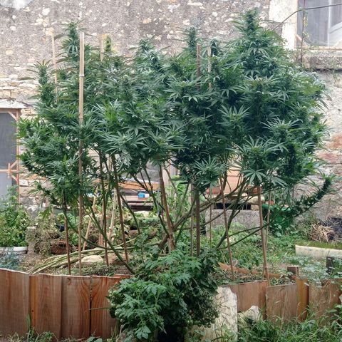 Cookies Gelato growlog photo: Piquet+, branches -