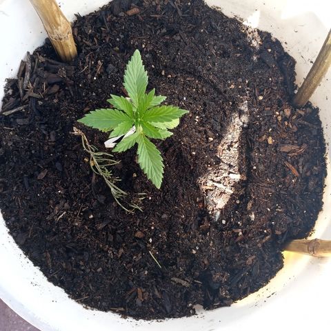 Unknown strain growlog timeline photo