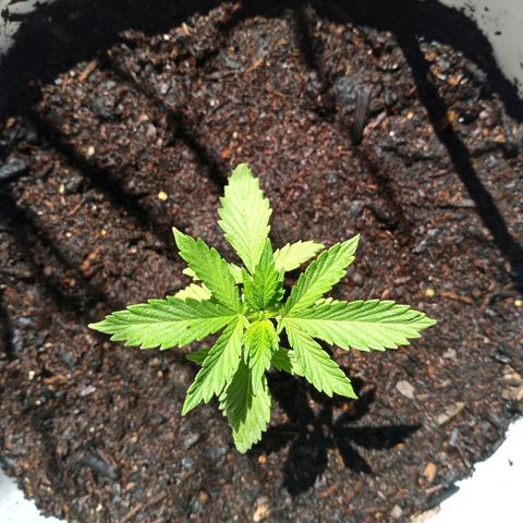 Unknown strain growlog timeline photo