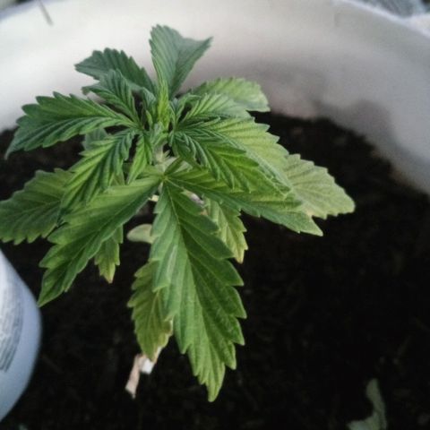 Unknown strain growlog timeline photo