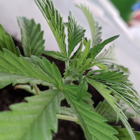 Unknown strain growlog photo: Male.. learning / trash plant